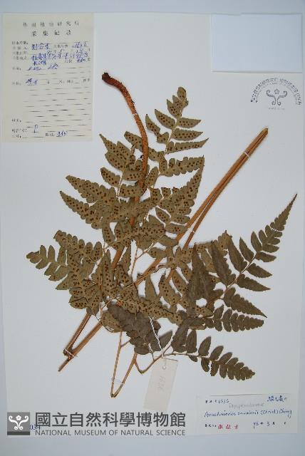 大片複葉耳蕨藏品圖，第1張