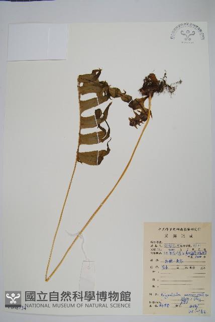 友水龍骨藏品圖，第1張