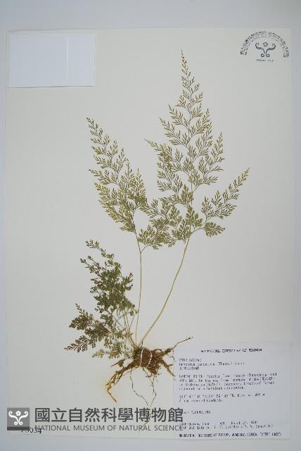 日本金粉蕨藏品圖，第1張