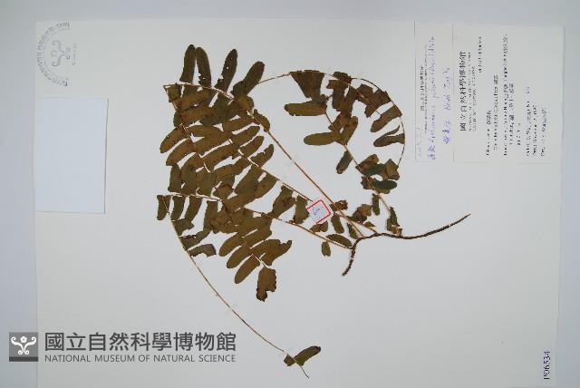 藤蕨藏品圖，第1張