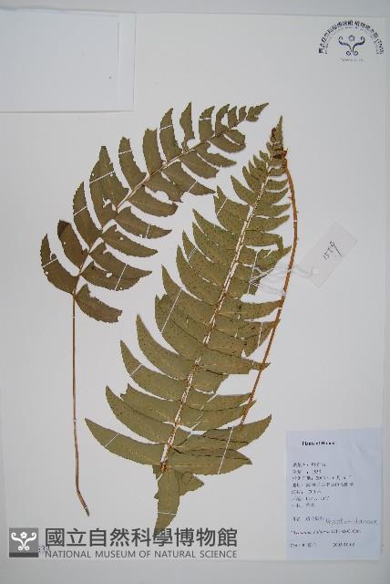 鐮羽貫眾藏品圖，第1張