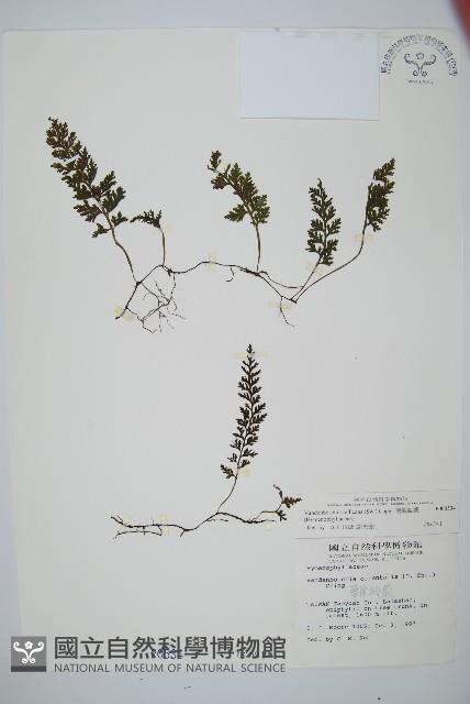 南海瓶蕨藏品圖，第1張