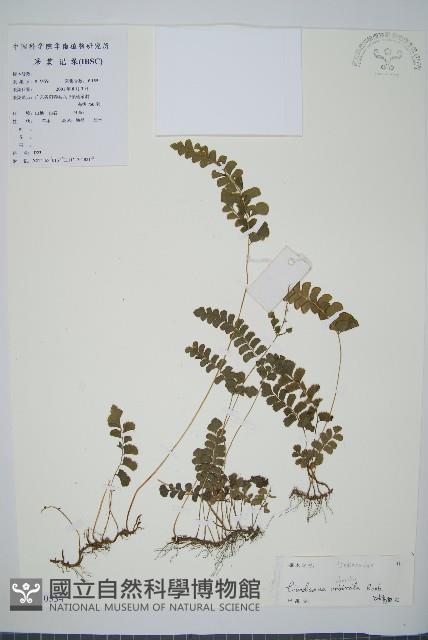 陵齒蕨、鱗始蕨藏品圖，第1張