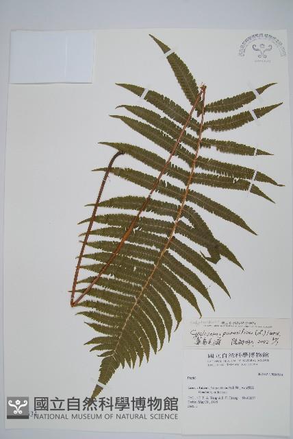 密毛毛蕨藏品圖，第1張