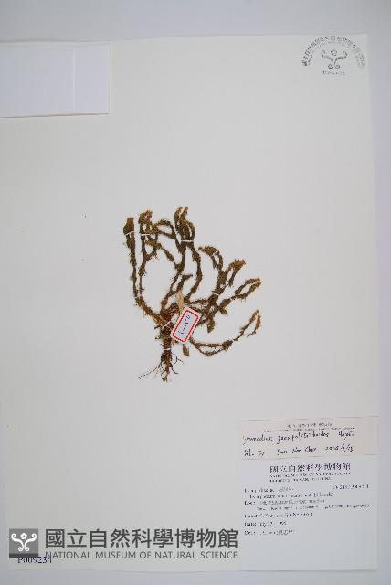 反捲葉石松藏品圖，第1張