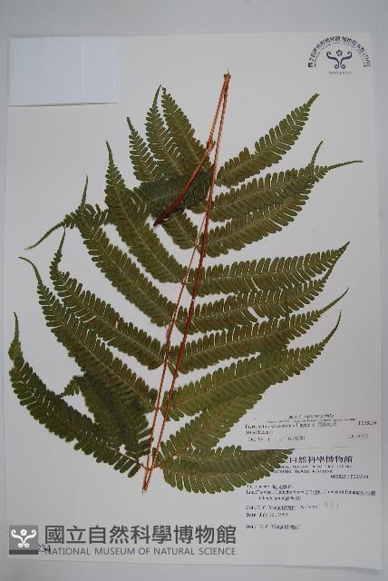 有刺鳳尾蕨藏品圖，第1張