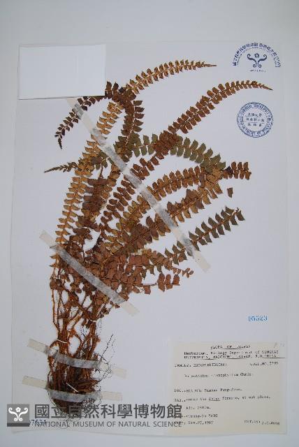 芽胞耳蕨、芽孢耳蕨藏品圖，第1張