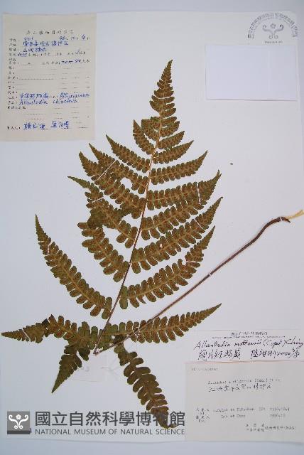 闊葉短腸蕨藏品圖，第1張