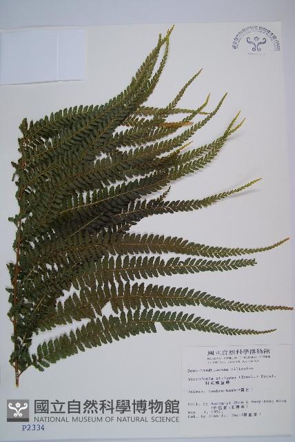 粗毛鱗蓋蕨藏品圖，第1張