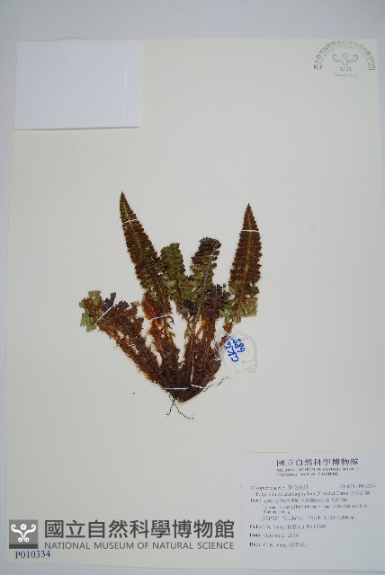 針葉耳蕨藏品圖，第1張
