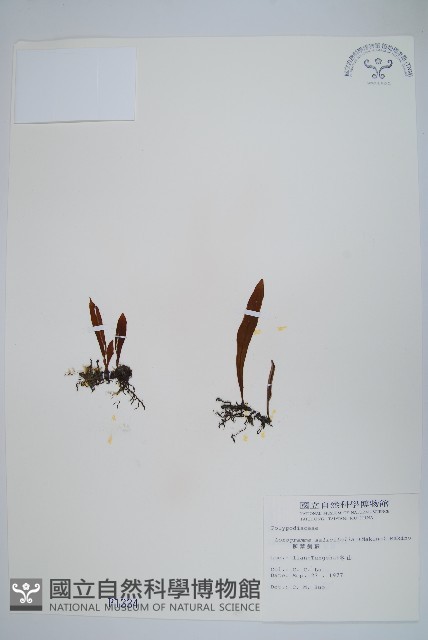 柳葉劍蕨藏品圖，第1張