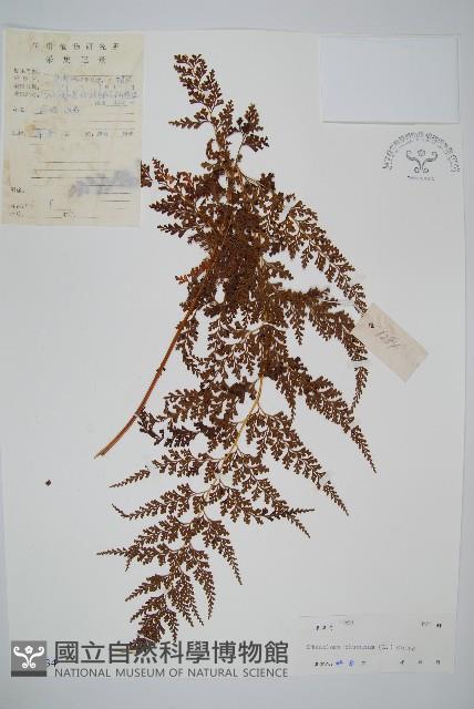 烏蕨藏品圖，第1張