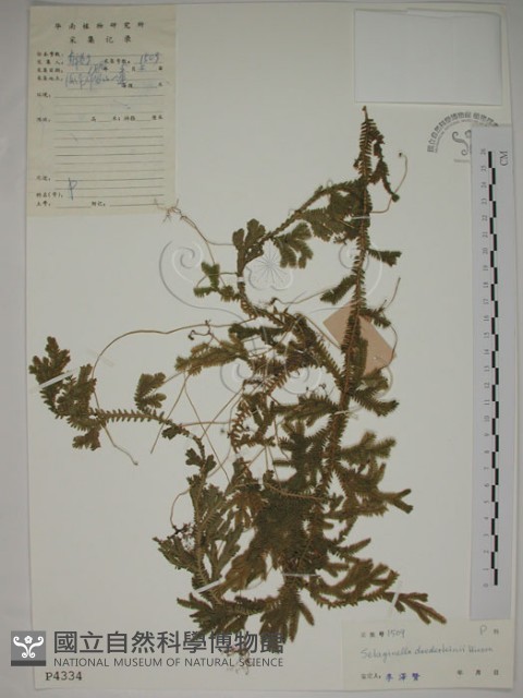 生根卷柏藏品圖，第1張