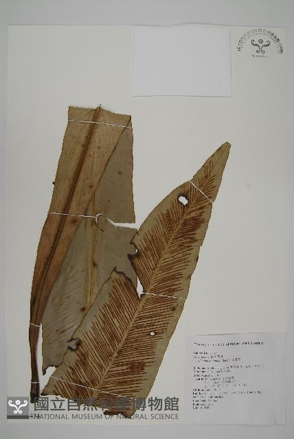 山蘇花藏品圖，第1張