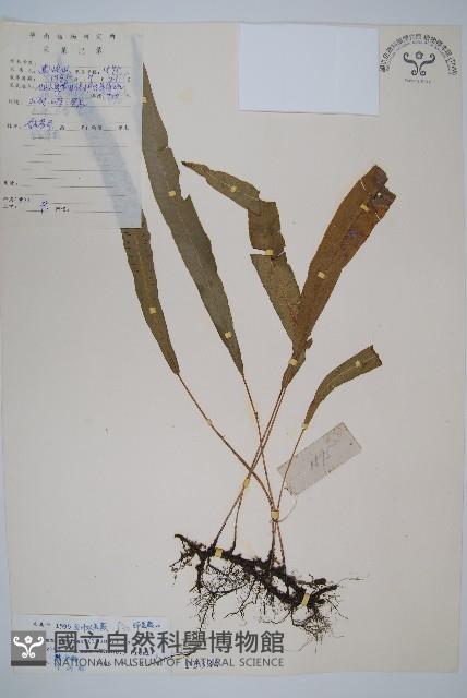 單葉雙蓋蕨藏品圖，第1張