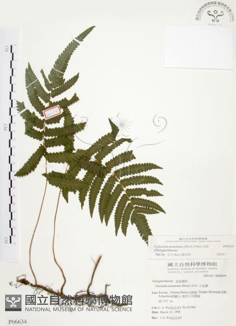 毛蕨藏品圖，第1張