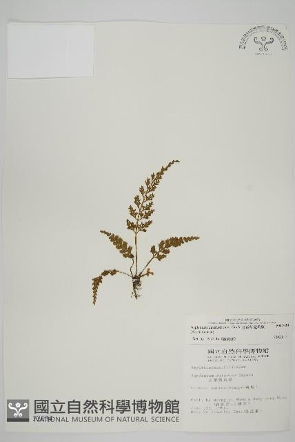 骨碎補鐵角蕨藏品圖，第1張