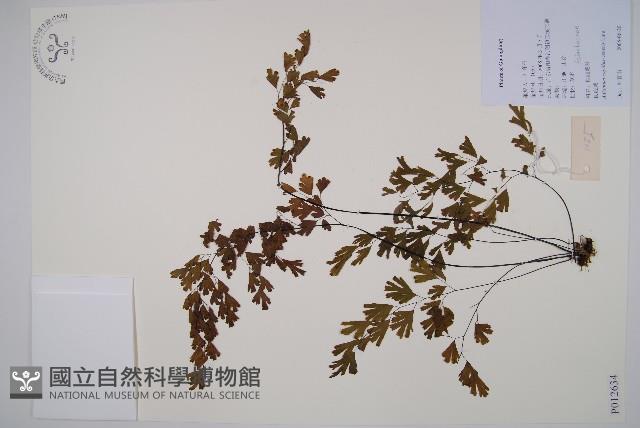 鐵線蕨藏品圖，第1張