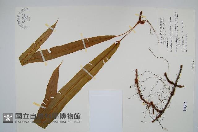 蓧蕨藏品圖，第1張