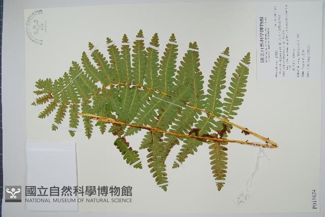 絨假紫萁、台灣絨假紫萁藏品圖，第1張