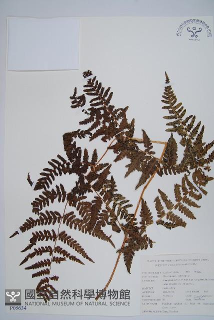 蕨藏品圖，第1張