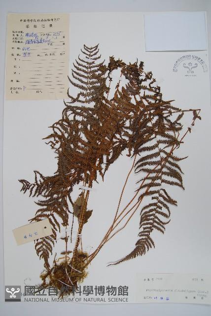 密腺副金星蕨藏品圖，第1張