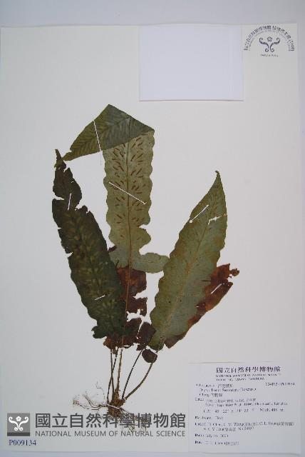 假腸蕨藏品圖，第1張