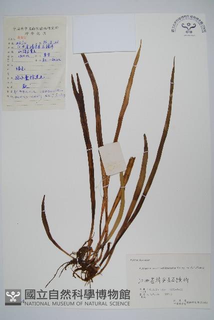 登錄號:P006434藏品圖，第1張