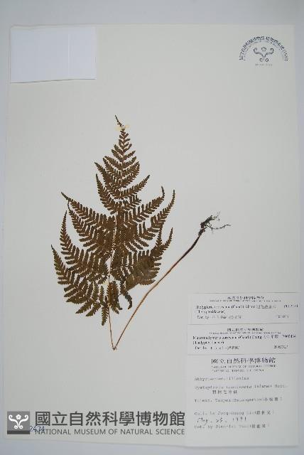 粗毛金星蕨藏品圖，第1張