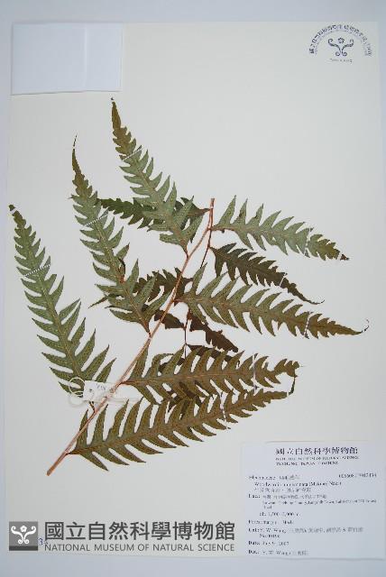 生芽狗脊蕨、頂芽狗脊蕨藏品圖，第1張