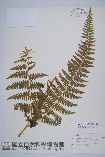 姬蕨藏品圖，第1張