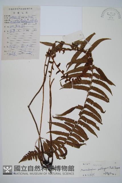 毛柄蹄蓋蕨藏品圖，第1張