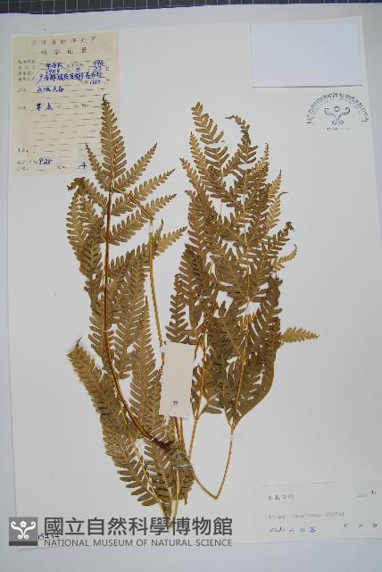 多羽鳳尾蕨藏品圖，第1張
