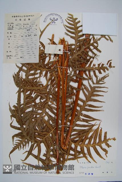 疏裂鳳尾蕨藏品圖，第1張