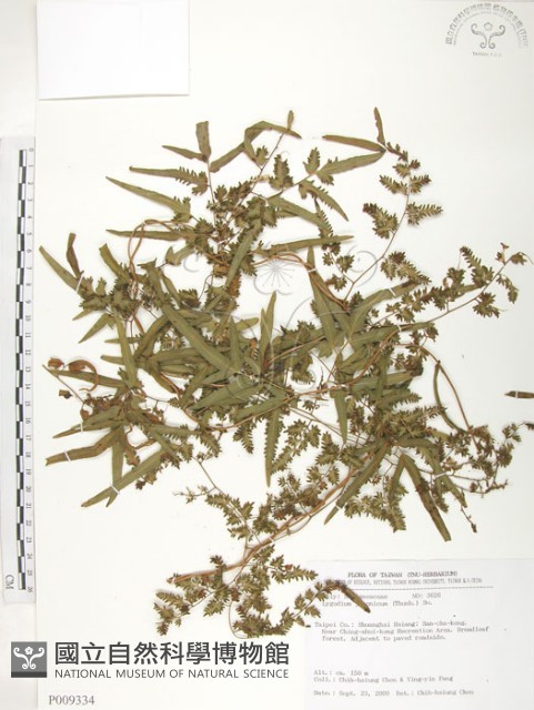 海金沙藏品圖，第1張