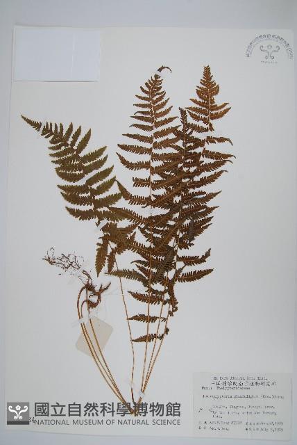 密腺副金星蕨藏品圖，第1張