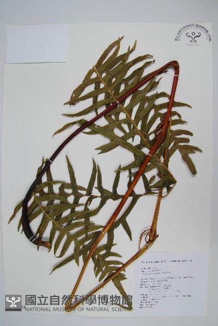 溪鳳尾蕨藏品圖，第1張