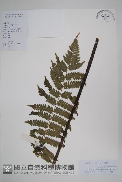 臺灣桫欏藏品圖，第1張