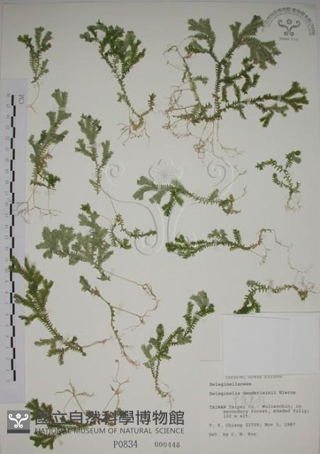 生根卷柏藏品圖，第1張