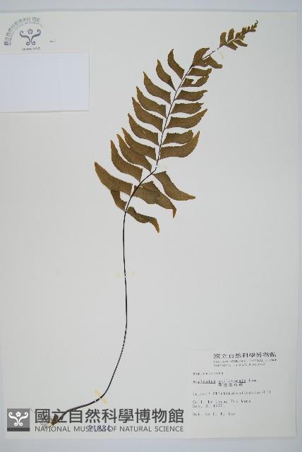 單邊鐵角蕨藏品圖，第1張