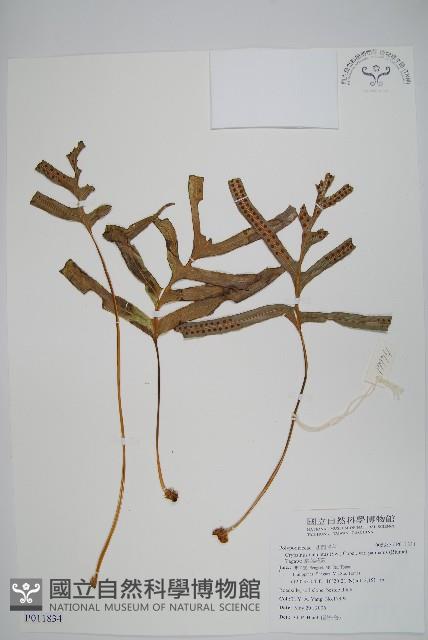 掌葉茀蕨藏品圖，第1張