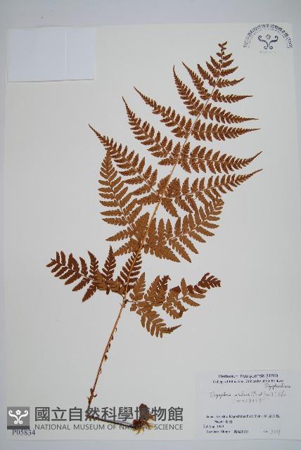 登錄號:P005834藏品圖，第1張