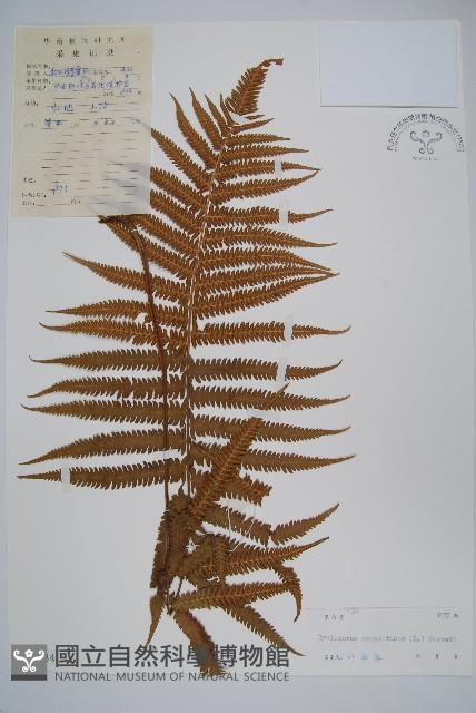 密毛毛蕨藏品圖，第1張