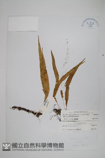 偽網眼瓦葦藏品圖，第1張