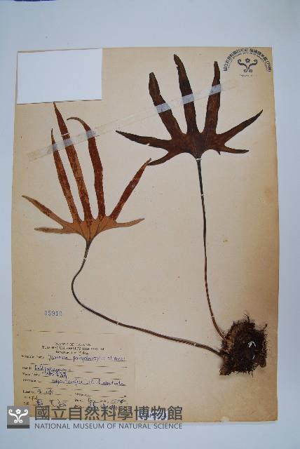 槭葉石葦藏品圖，第1張