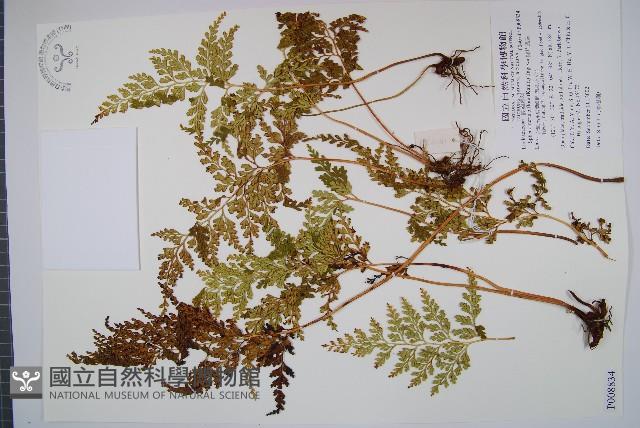 闊片烏蕨藏品圖，第1張