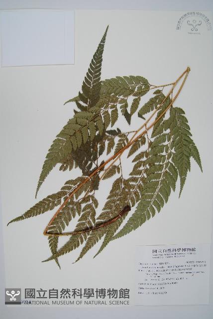 小葉複葉耳蕨藏品圖，第1張