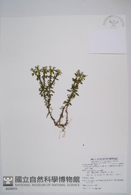 長柄千層塔藏品圖，第1張