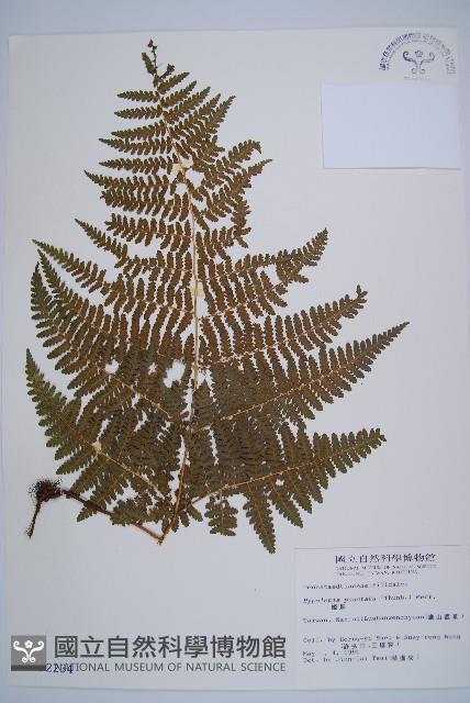 姬蕨藏品圖，第1張