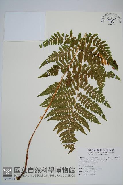 登錄號:P012234藏品圖，第1張